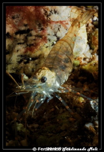Transparent shrimp by Ferdinando Meli 